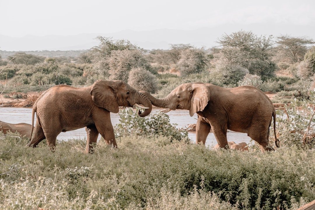Elephants Communicate Through the Ground (Image Credits: Unsplash)