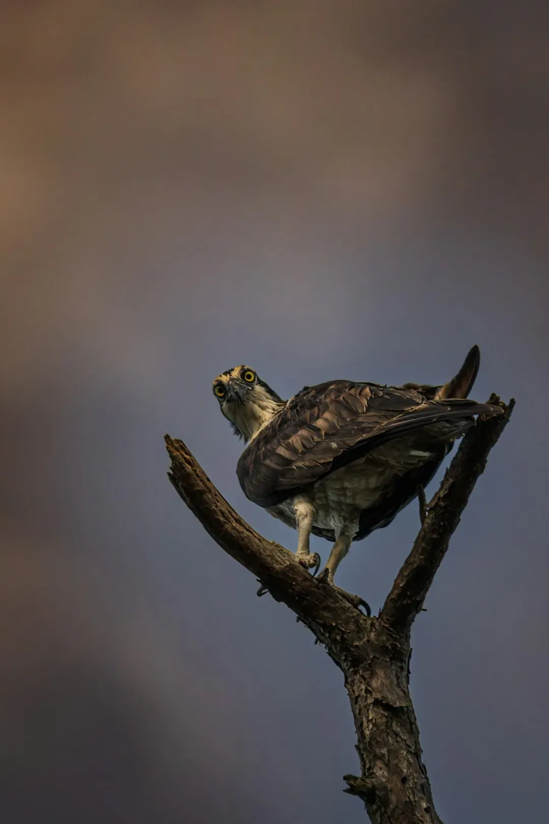 Aquarius (January 20 &ndash; February 18): The Solitary Eagle (Image Credits: Unsplash)