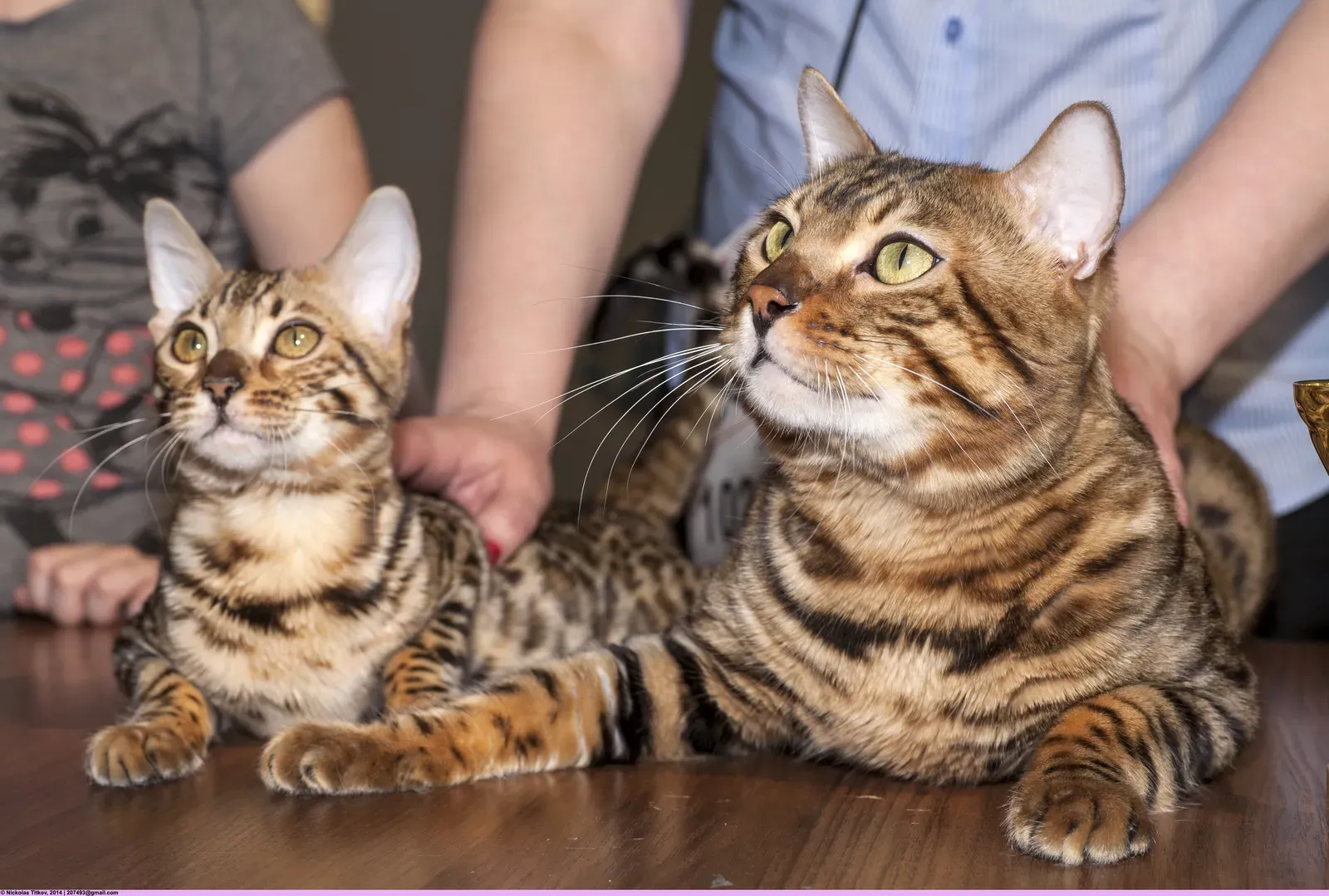 13. The Bengal: Wild at Heart, Impossible to Tame (Image Credits: Wikimedia)