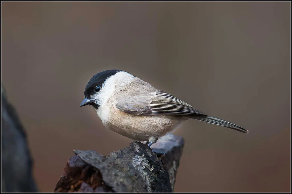 #27 - Marsh Tits Are Following Their Willow Tit Cousins Downward (Smudge 9000, Flickr, CC BY-SA 2.0)