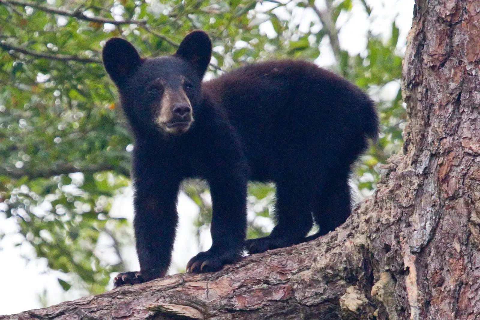 They're Mostly Vegetarian, Despite Being Classified as Carnivores (Black bear cub, Public domain)