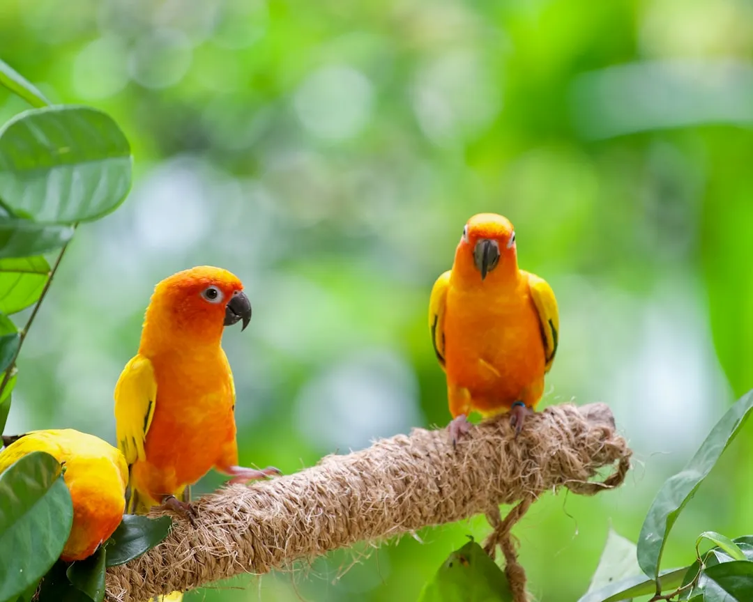#8 - Sun Conures: Bonding So Hard They Waste Away (Image Credits: Unsplash)