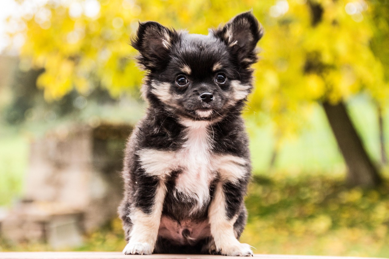 Chihuahuas: The Tiny Terror with a Mega Voice (Image Credits: Pixabay)