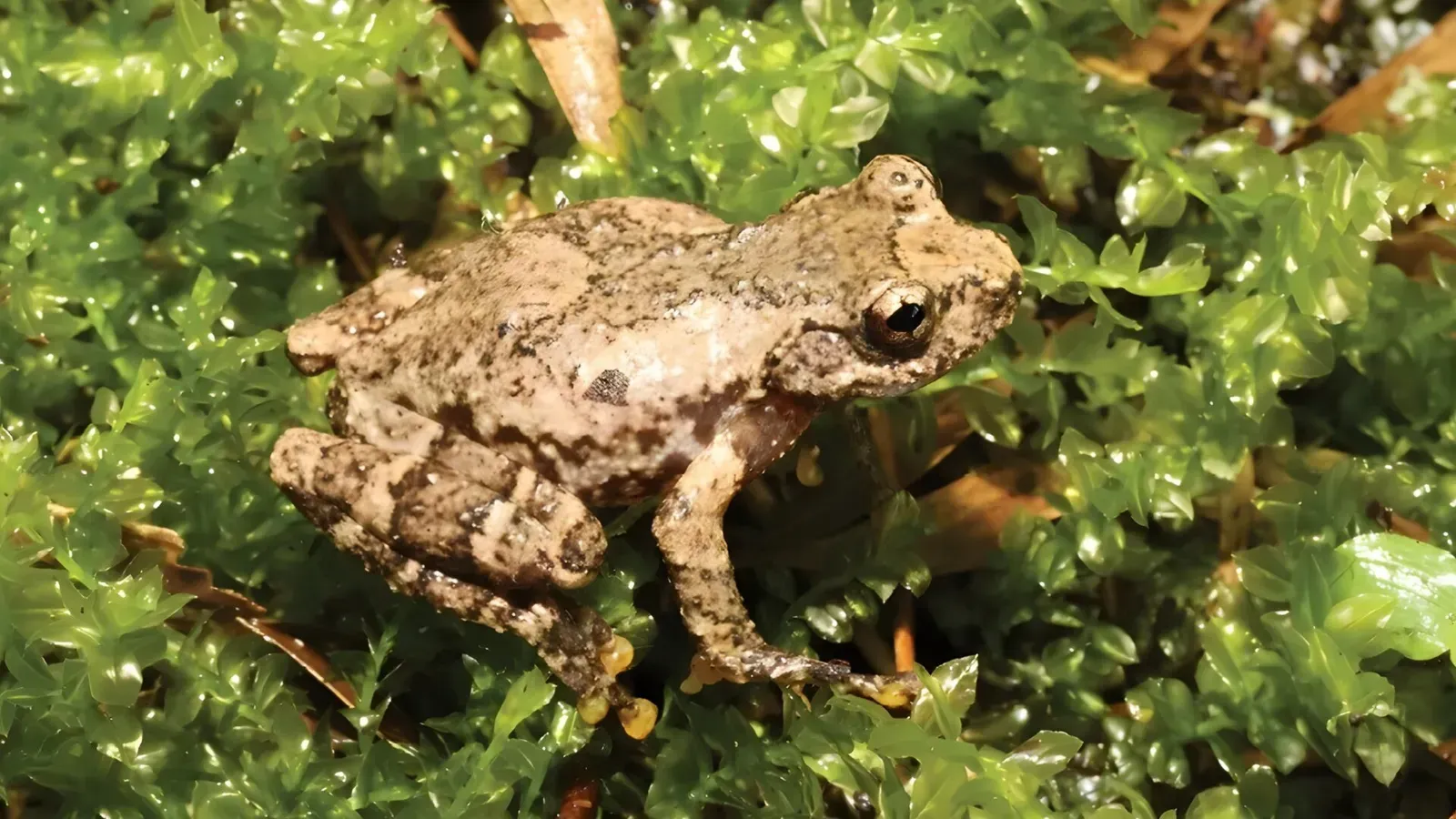 A New Species Emerges From the Forest Canopy (Image Credits: Peng C, Shen T, Li S, Liu J, Ye R, Li D, Chen J, Tang X, Su H. https://doi.org/10.3897/herpetozoa.39.e175324)