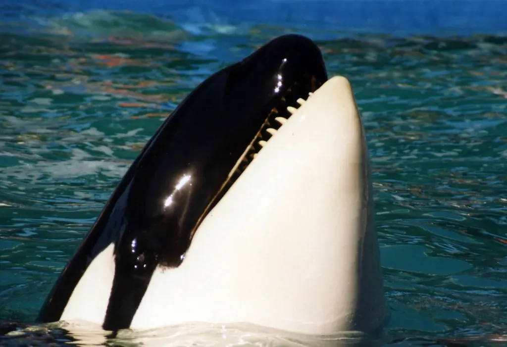 Gemini: The Orca (Image Credits: Rawpixel)