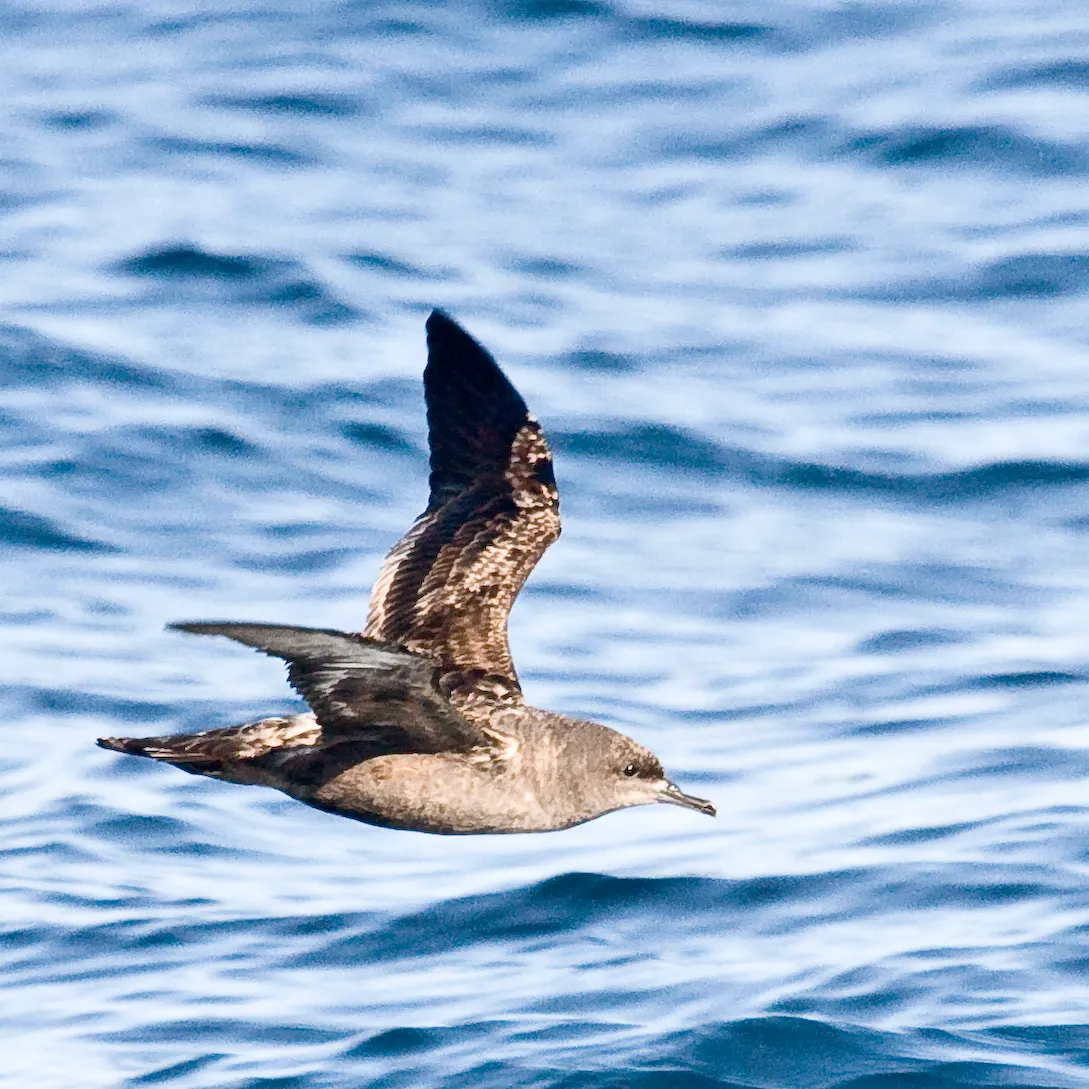 9. Sooty Shearwater – Looping the Oceans Back to the Same Colony (Sooty Shearwater (Puffinus griseus) - Pelagic Boat Trip - 2008 Morro Bay Winter Bird Festival, Baird, CC BY 2.0)