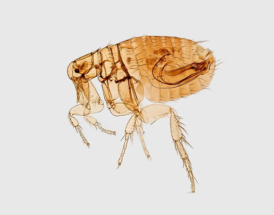 Fleas: More Than Just a Pet Problem (Image Credits: Unsplash)