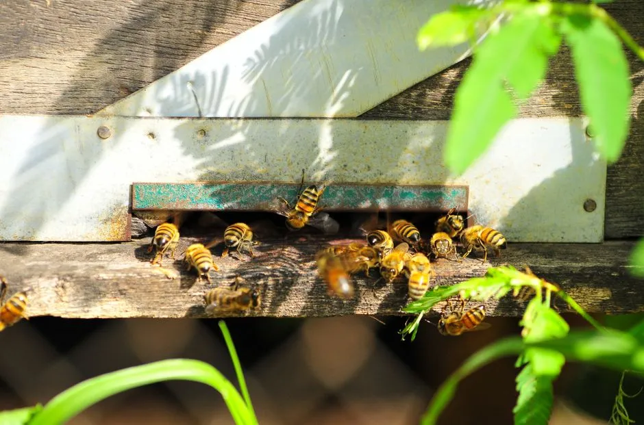 #2 Build or Preserve Dead Wood and Hollow Stem Nesting Spots (Image Credits: Pexels)