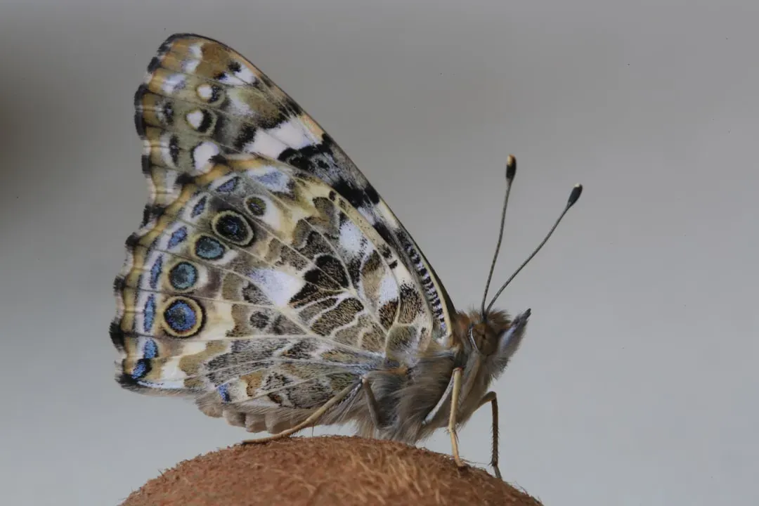 The Painted Lady's Even Longer Journey (Image Credits: Unsplash)
