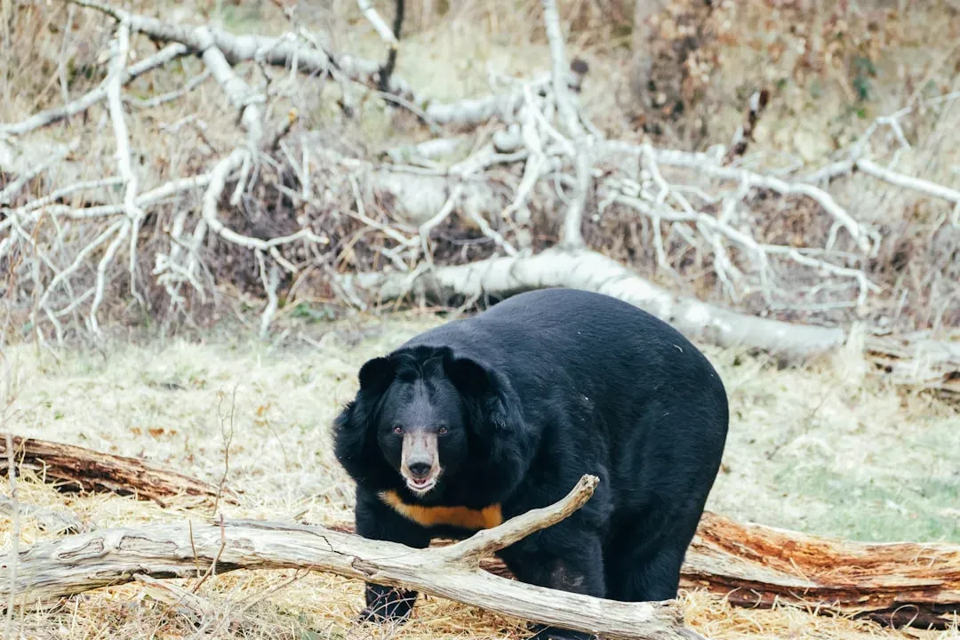 Bears Use Tools and Solve Problems Like Seasoned Engineers (Image Credits: Unsplash)