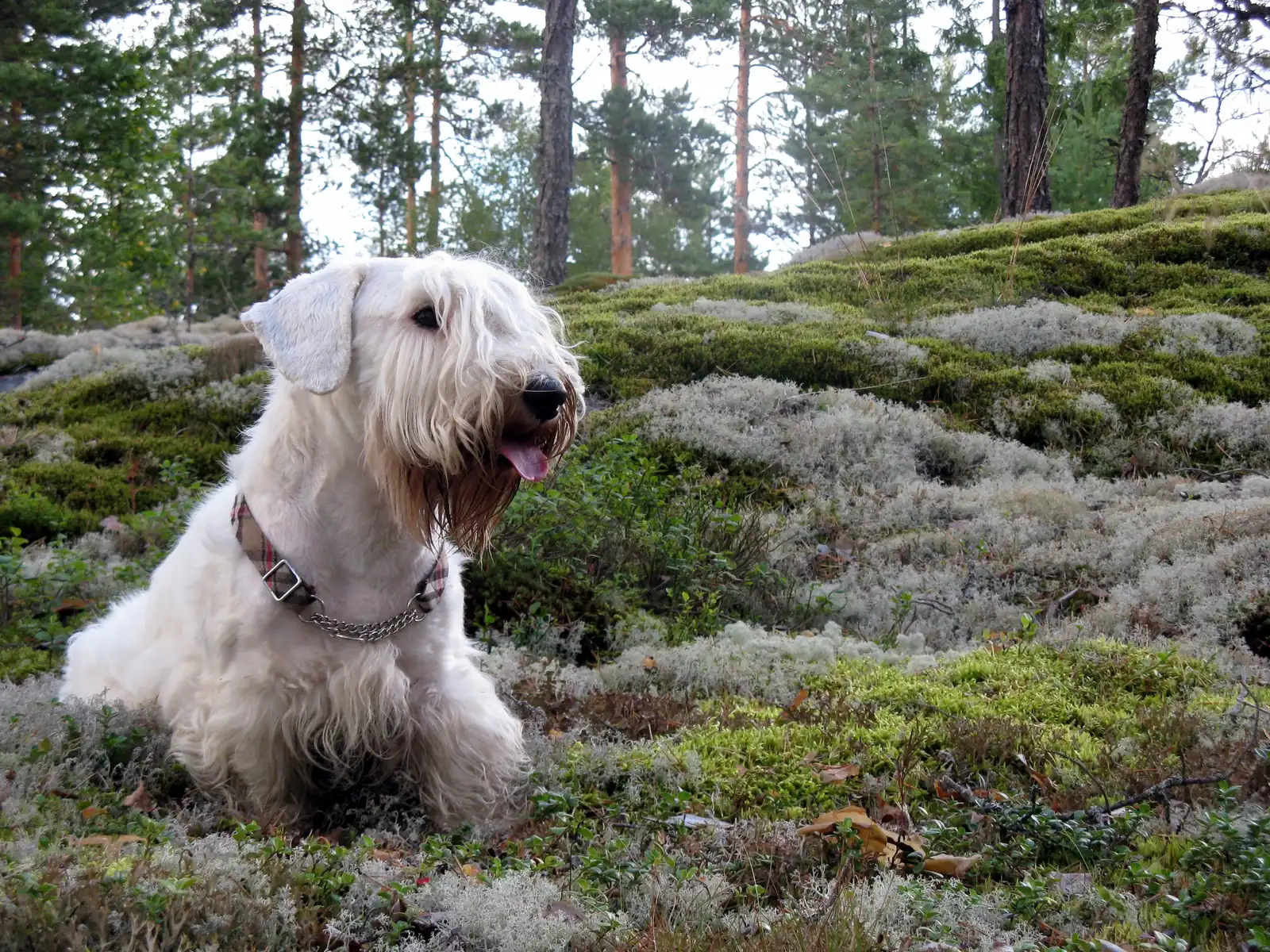 #17. Sealyham Terrier (By Tuomas Palonen, CC BY-SA 3.0)