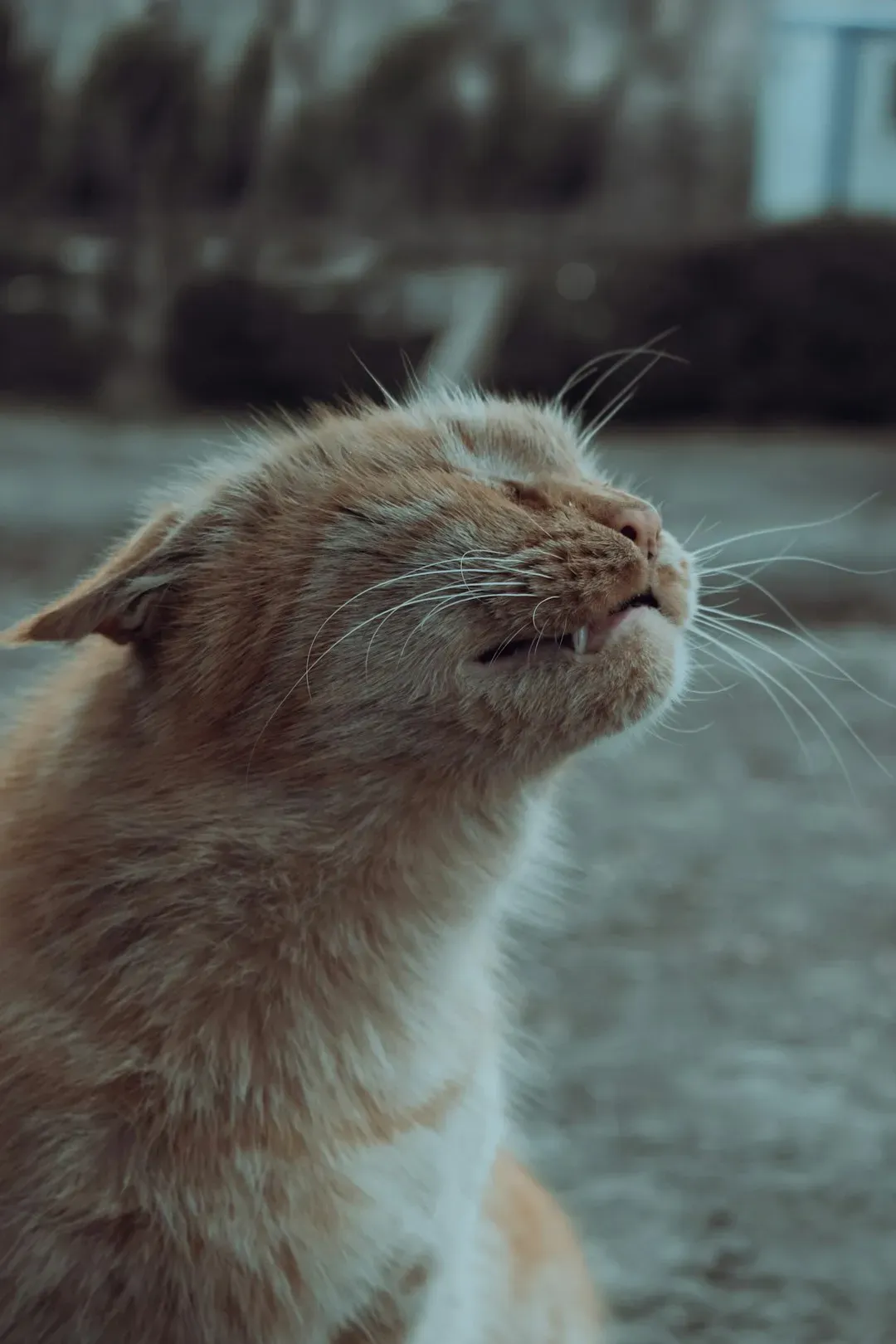 1. The Slow Blink (Image Credits: Unsplash)