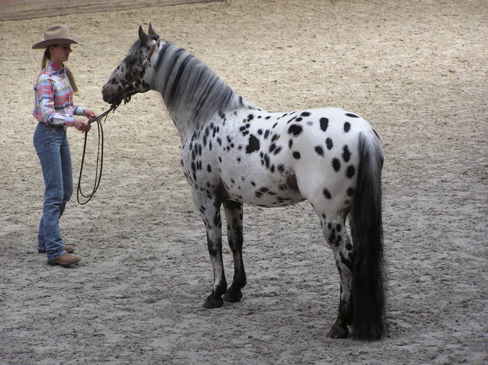 Appaloosa (Image Credits: Wikimedia)