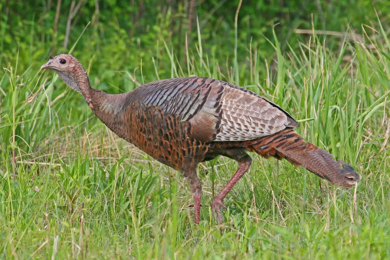 Conclusion: Conservation Success With Ongoing Challenges (Image Credits: Wikimedia)