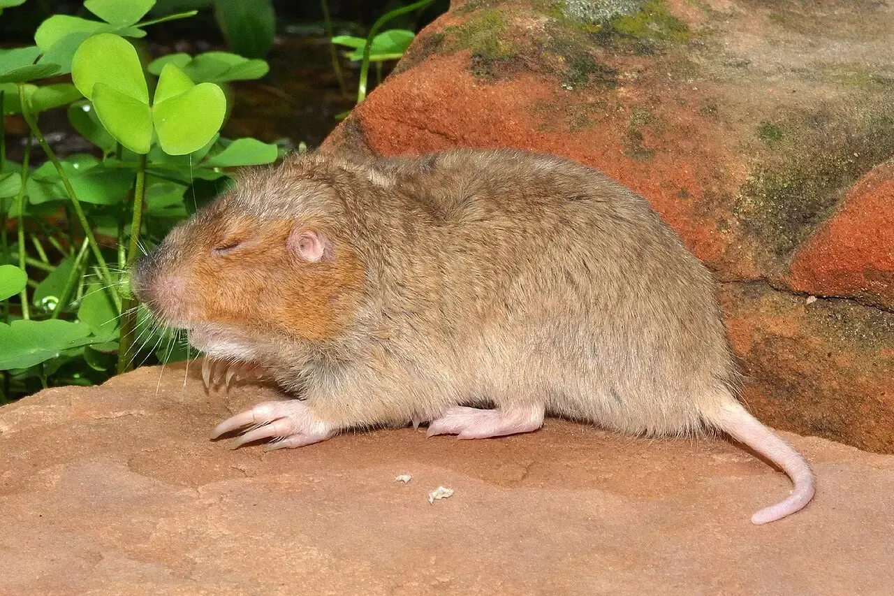 Attwater's Pocket Gopher: A Coastal Bend Specialist (Image Credits: Attwater's Pocket Gopher: Wikimedia Commons)