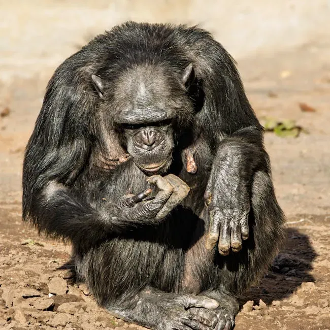 3. Chimpanzees Groom and Guard the Bodies of Their Dead (Image Credits: Pexels)