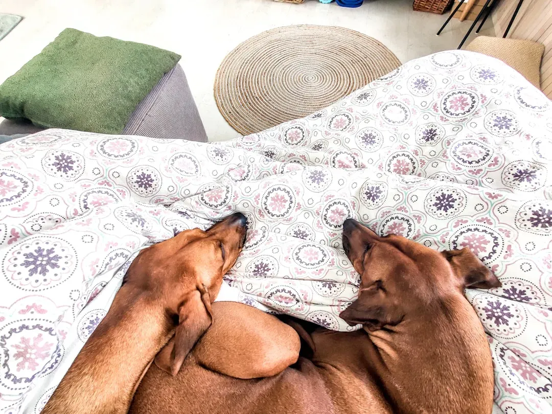 Use Scent Swapping to Break the Ice (Image Credits: Unsplash)