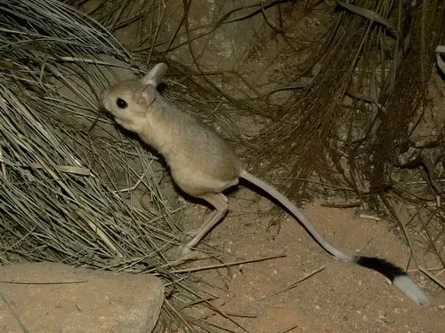 Aquarius: The Jerboa (Image Credits: Wikimedia)