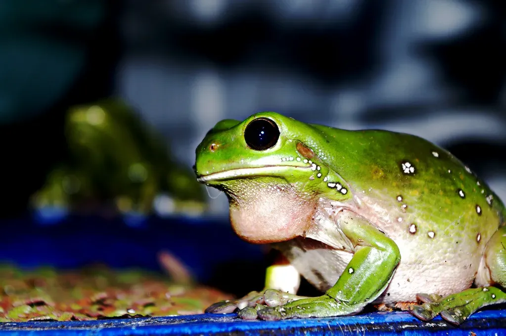 Frogs Croaking Loudly (Nico Nelson, Flickr, CC BY 2.0)