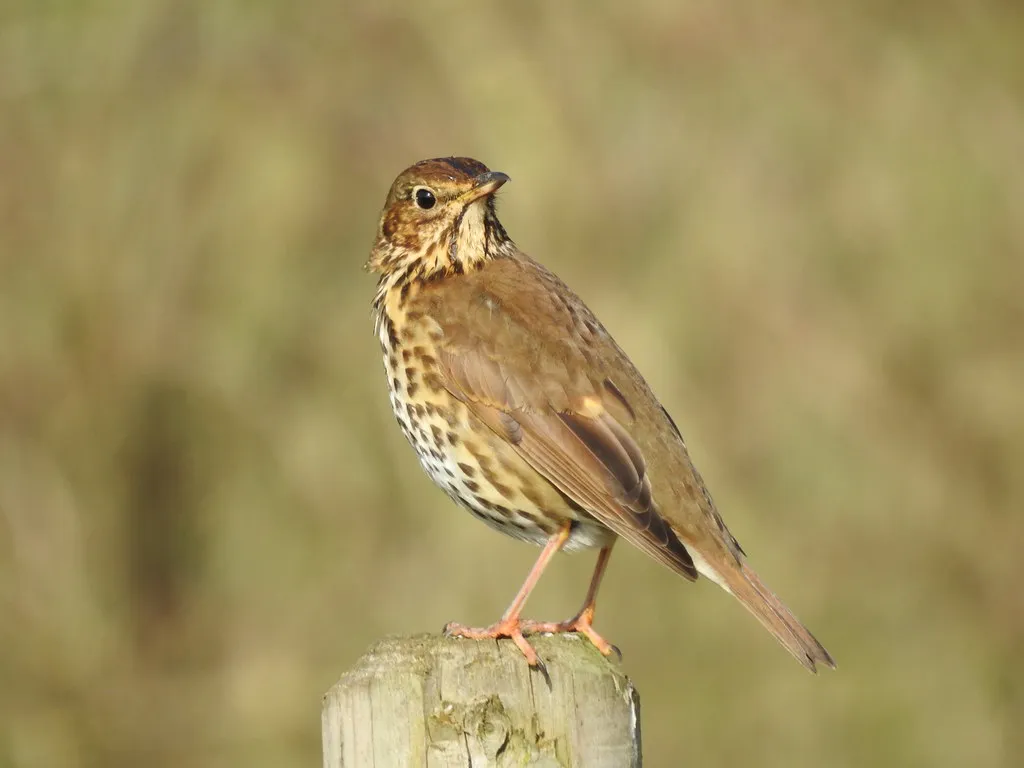 #4 - Song Thrush: The Snail-Busting Voice That Went Quiet (ianpreston, Flickr, CC BY 2.0)