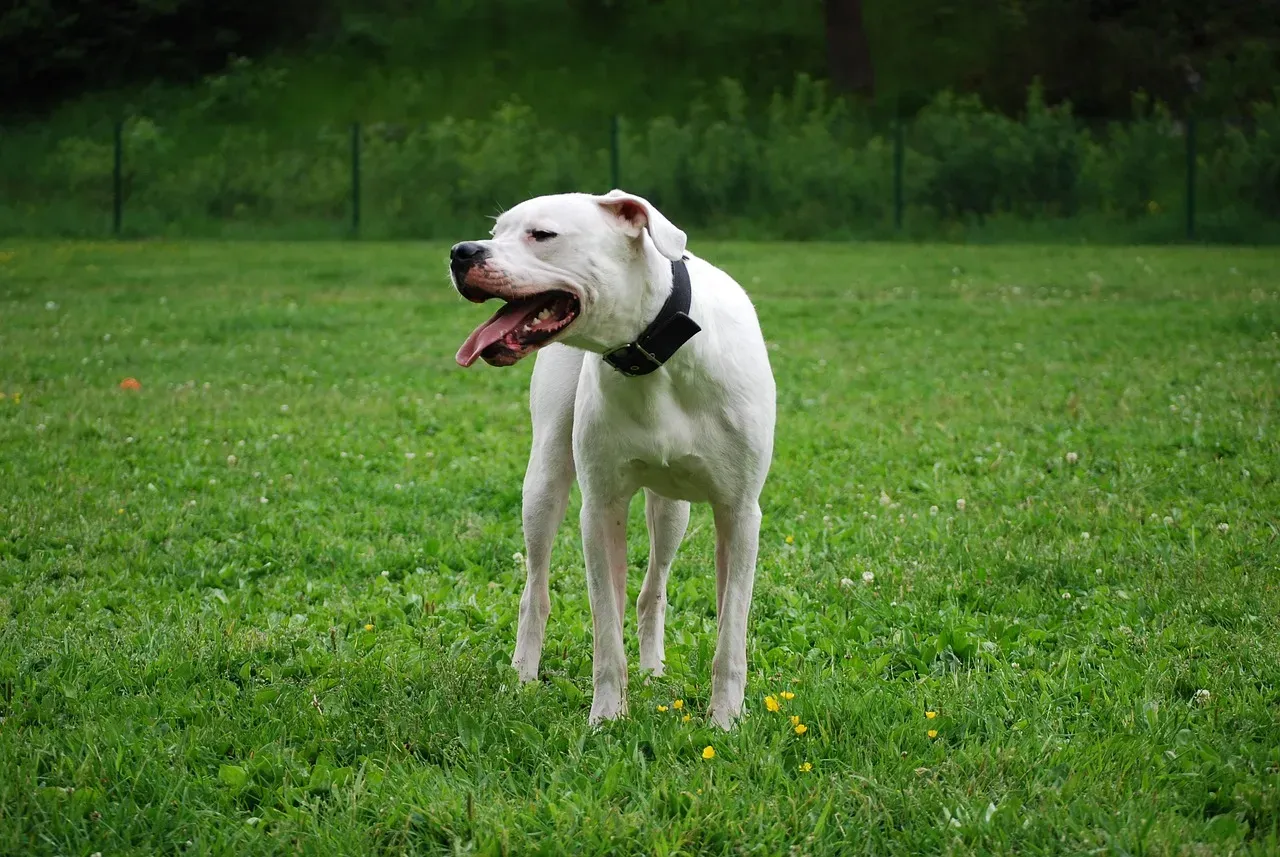 8. Dogo Argentino: The Big-Game Hunter From South America (Image Credits: Pixabay)