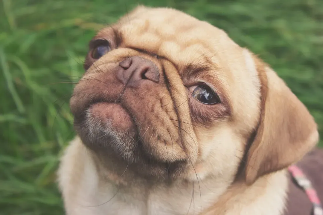 The Subtle Signs Your Dog Is Stressed (Image Credits: Unsplash)
