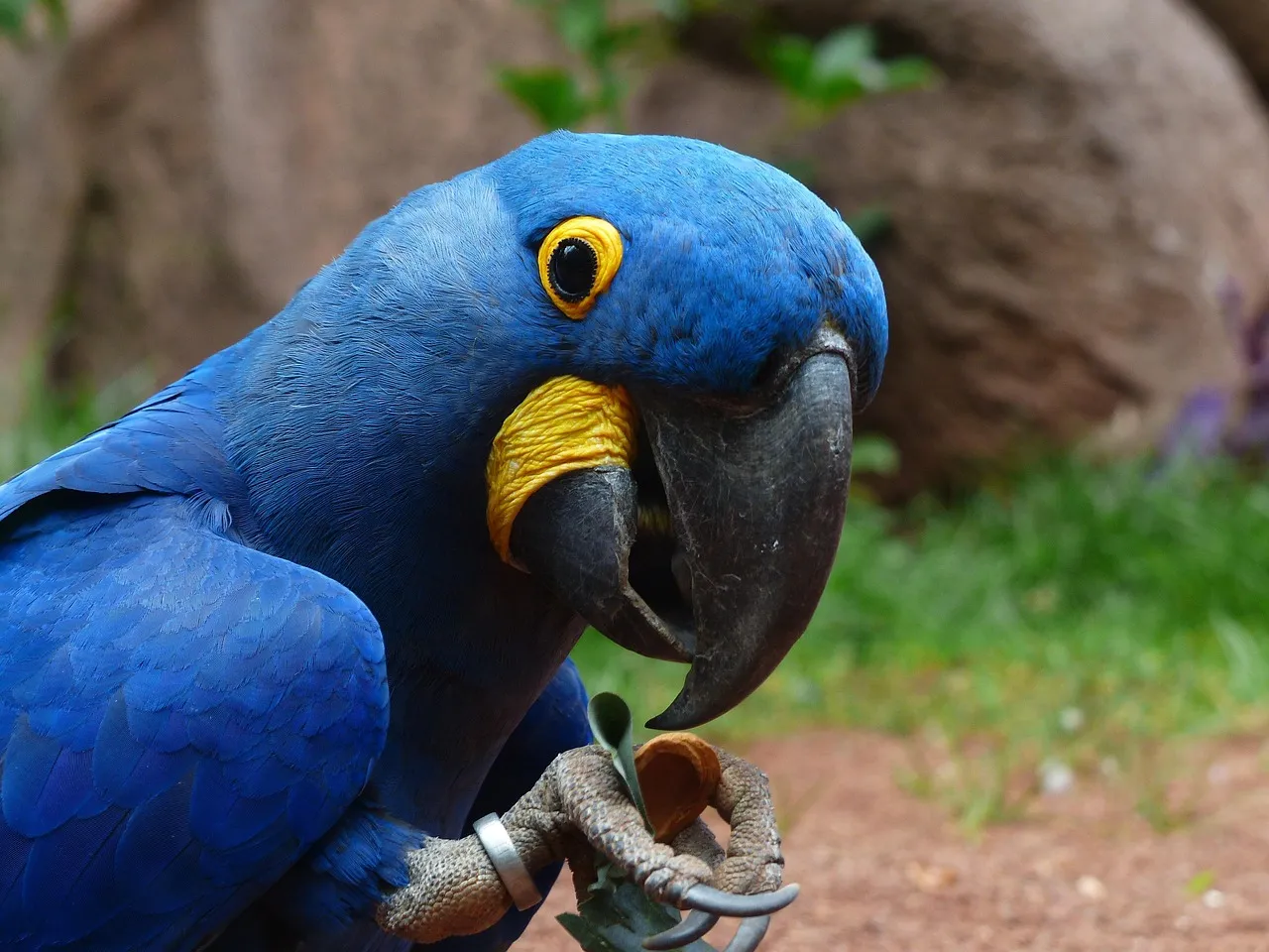 #11 - Blue-and-Gold Macaws: Loyal for Seven Decades (Image Credits: Pixabay)