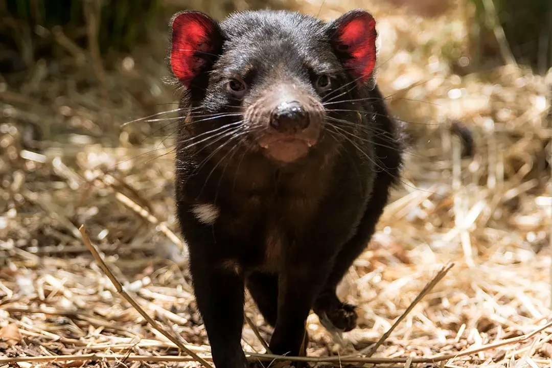 Their Ears Literally Turn Red When Angry (Image Credits: Unsplash)
