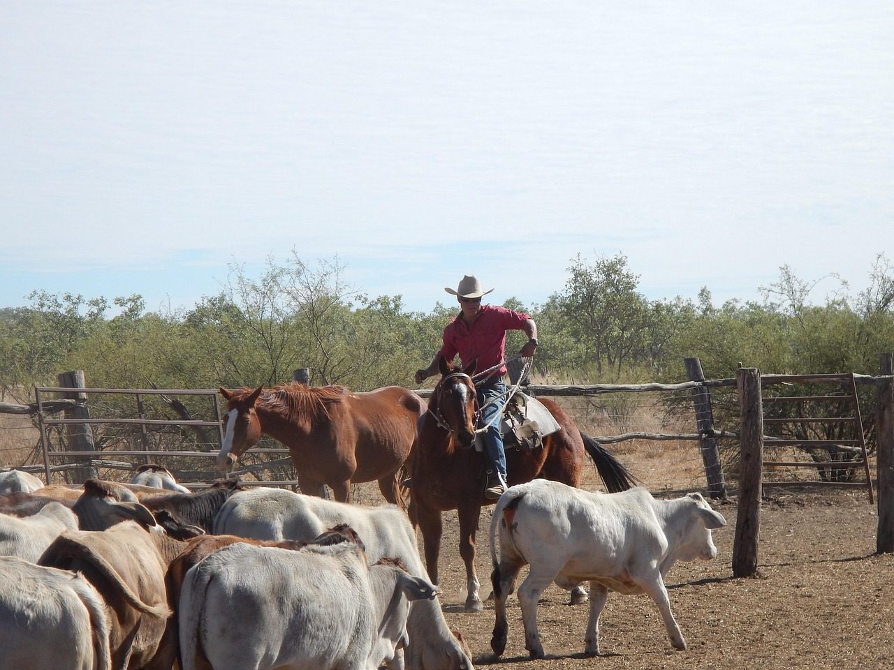 Master the Art of Range Riding and Active Monitoring (Image Credits: Pixabay)