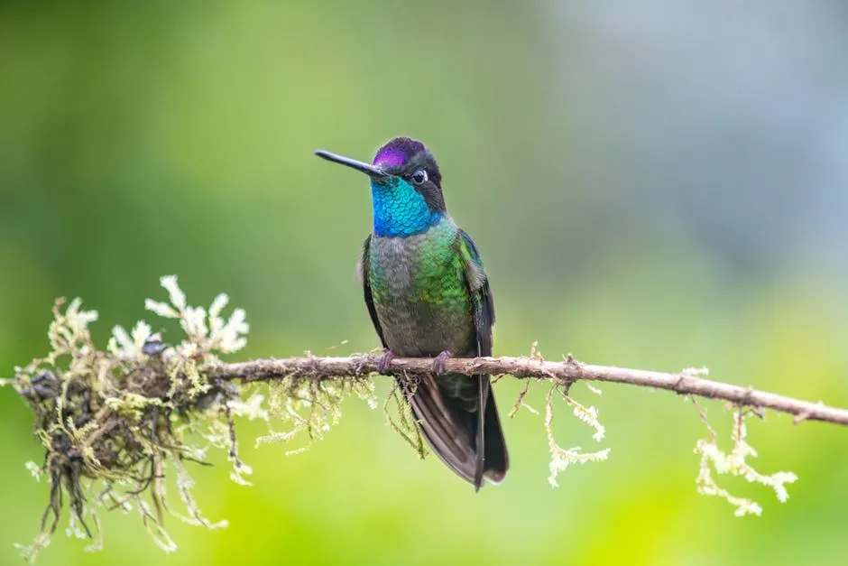 12. Rivoli's Hummingbird (Eugenes fulgens) (Image Credits: Pexels)