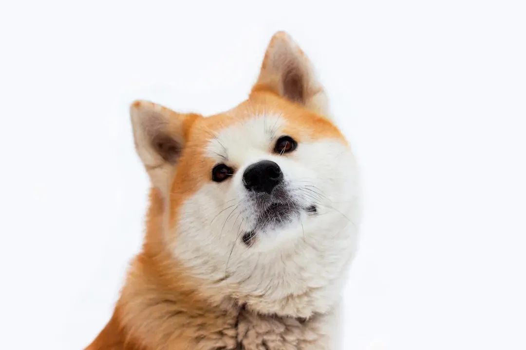 The Protective Akita (Image Credits: Unsplash)