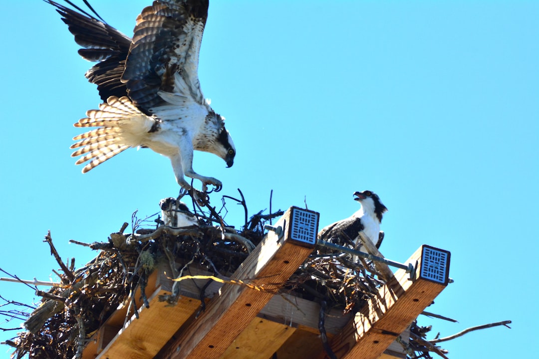 Cancer: The Osprey (Image Credits: Unsplash)