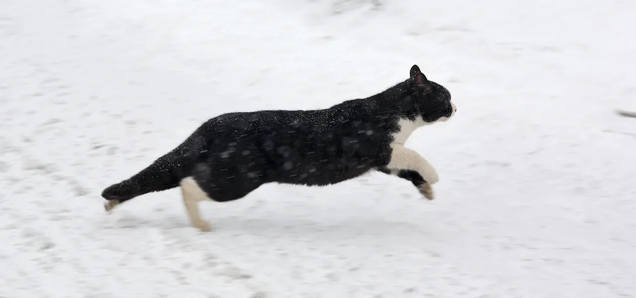 I'm Finally Pain-Free and Running Again (Image Credits: Wikimedia)