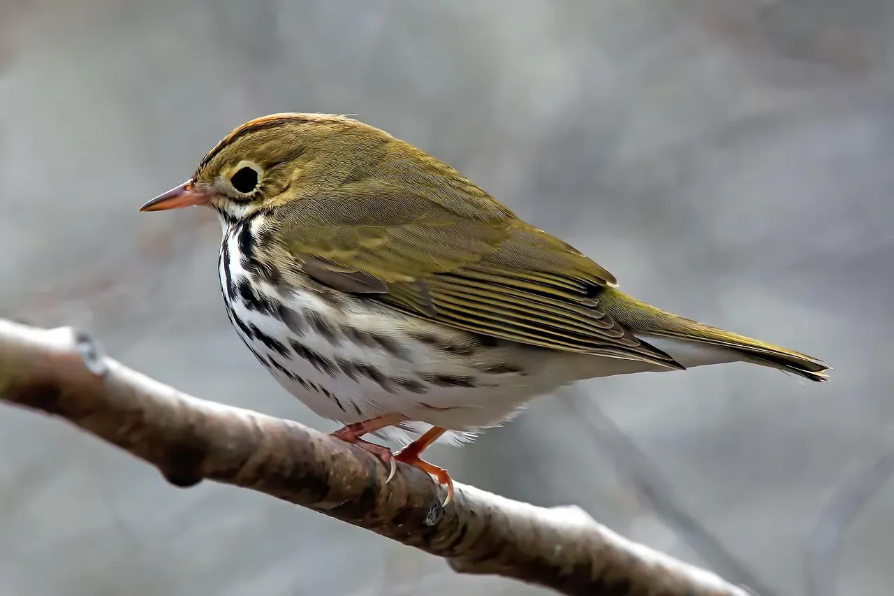 12. Ovenbirds: The Clay Oven Architects (Image Credits: Pixabay)