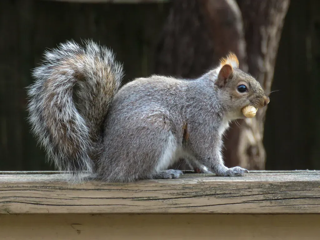 #7. Their Intelligence Is Innate, Not Just Learned (synspectrum, Flickr, CC BY 2.0)