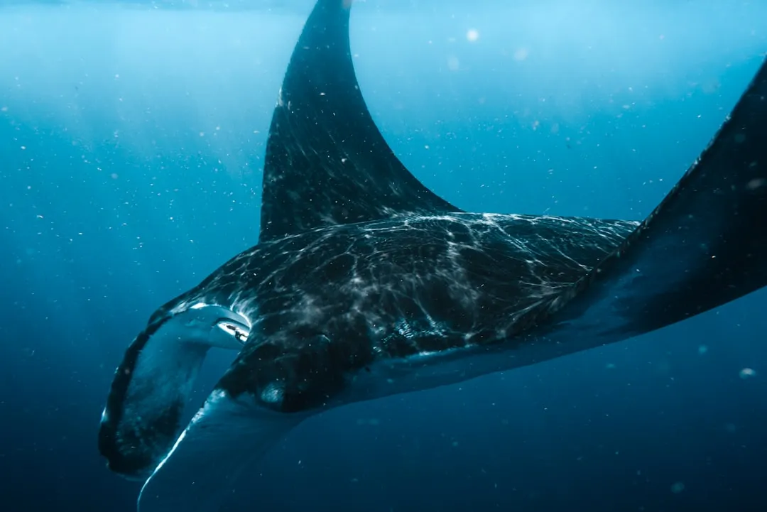 A Surprisingly Big Brain for a Giant Fish (Image Credits: Unsplash)