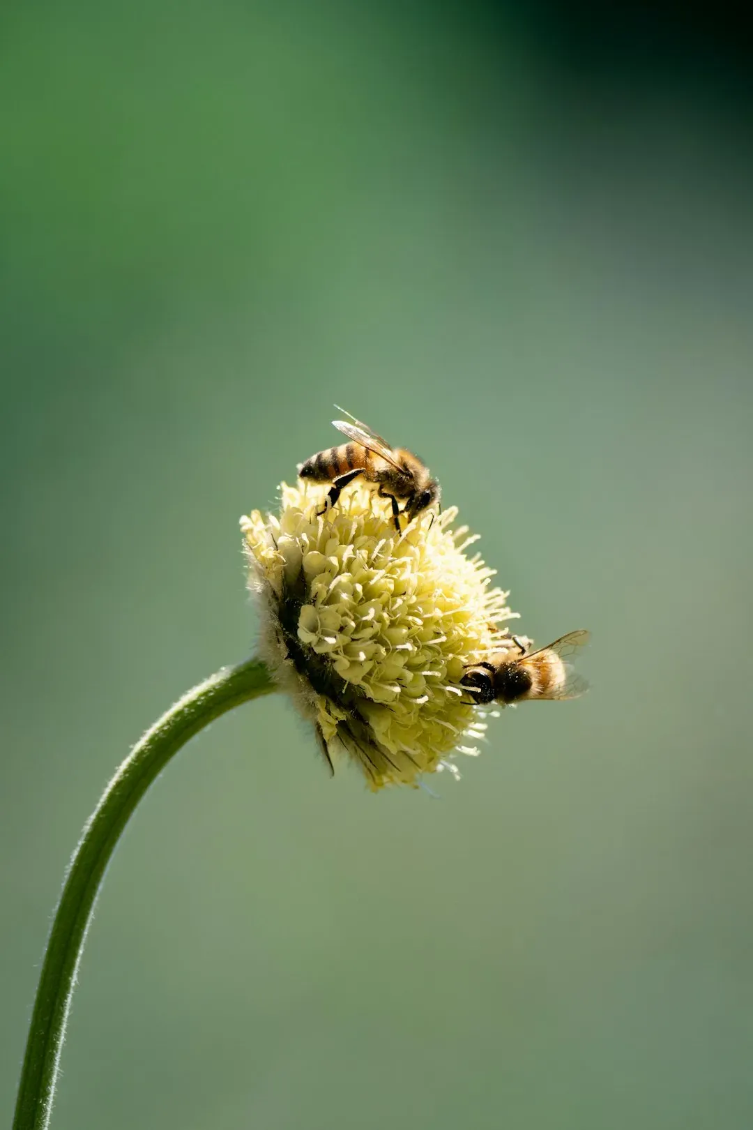 Honey Bees: Tiny Brains, Enormous Navigation Skills (Image Credits: Unsplash)