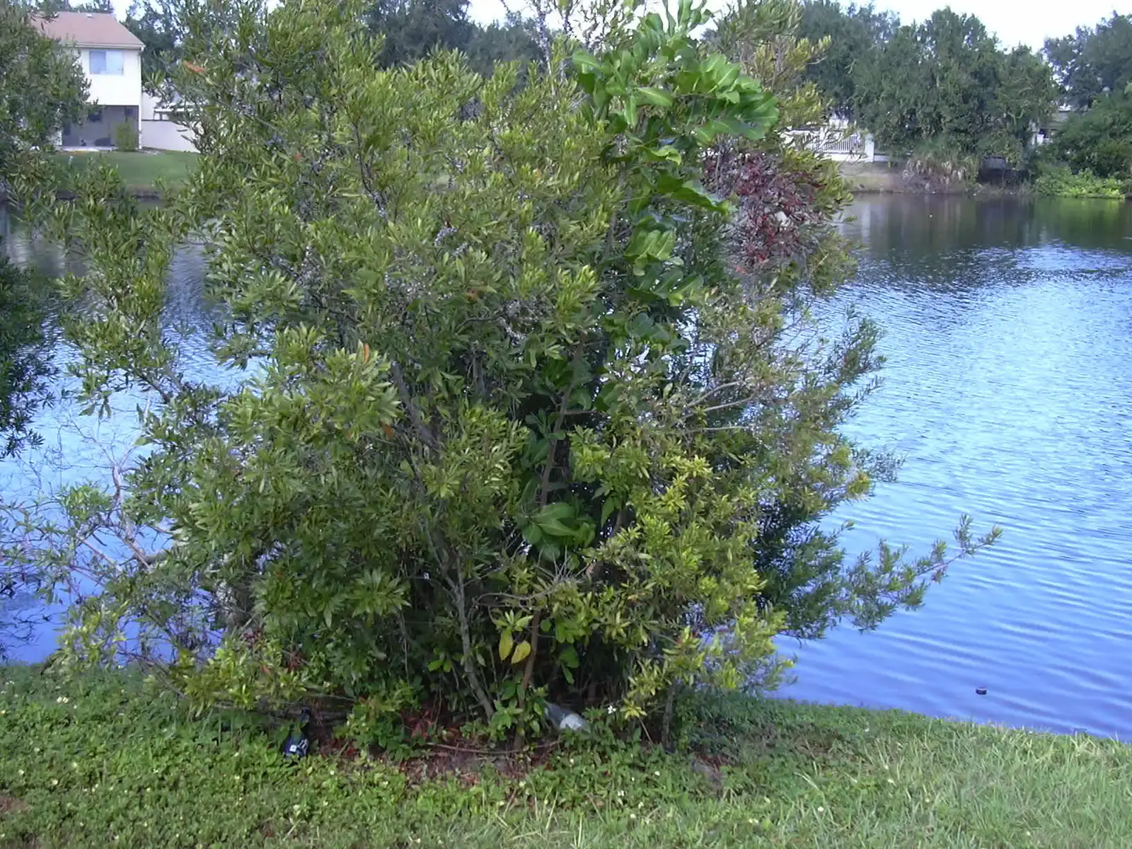 9. Wax Myrtle (Morella cerifera): The Natural Privacy Screen (Image Credits: Wikimedia)