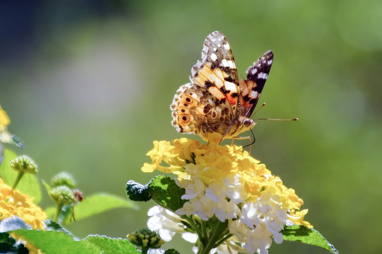9. Lantana (Lantana camara) &ndash; Heat-Loving Annual Nectar Machine (Image Credits: Pixabay)