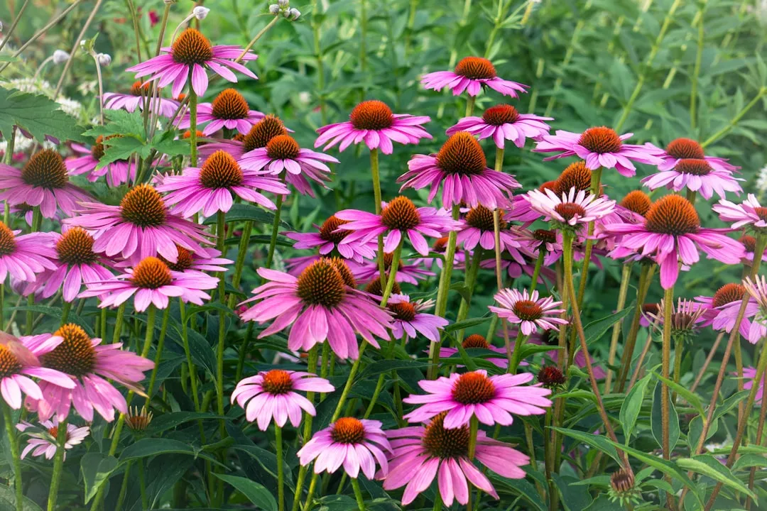 #12 - Native Coneflower Borders That Turn Into Seed Buffets (Image Credits: Unsplash)
