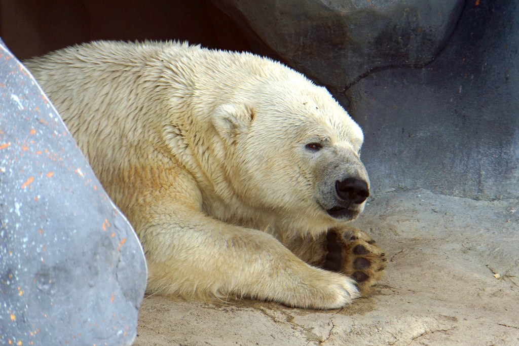 Prevention Strategies and Professional Training (Image Credits: Flickr)