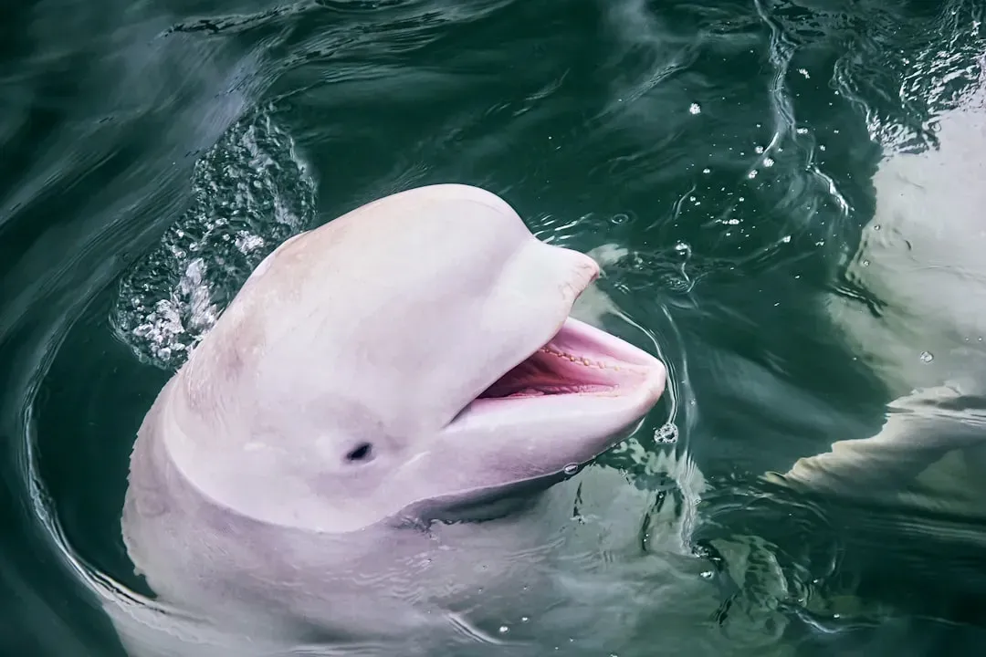 Aquarius: The Pink River Dolphin (Image Credits: Unsplash)