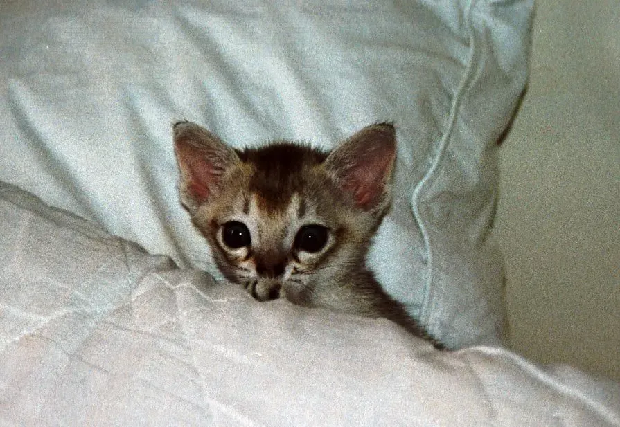 8. Singapura – The Tiny Troublemaker (Image Credits: Flickr)