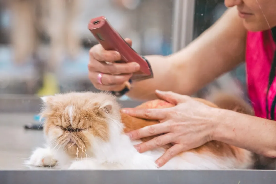 #12 - "I Still Care If My Fur Is Clean" (Image Credits: Unsplash)