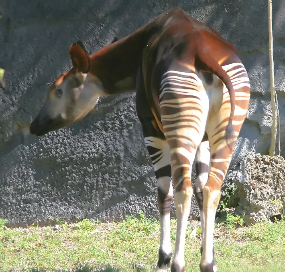 The Okapi: The Forest's Zebra-Giraffe (Image Credits: Wikimedia)