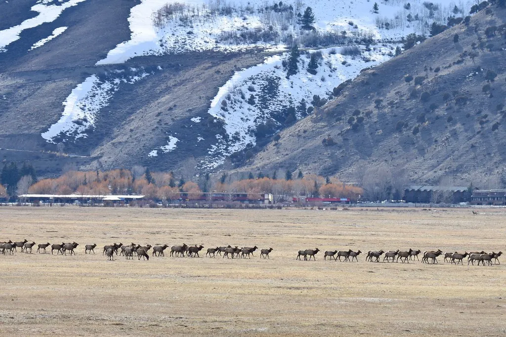 Migration and Habitat Transitions (Image Credits: Flickr)