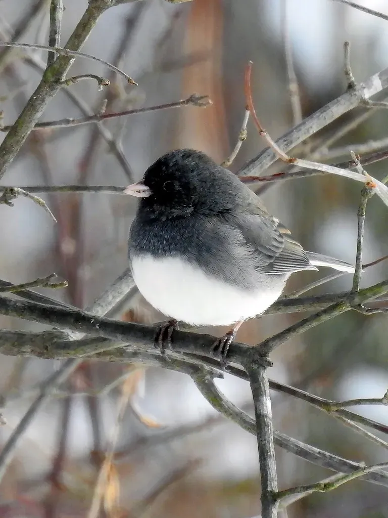 #10 Capricorn (December 22 &ndash; January 19): The Dark-eyed Junco (Image Credits: Flickr)