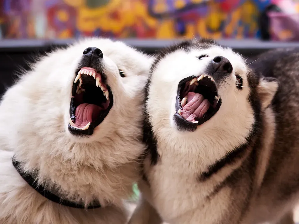 2. The Non-Stop Vocal Performances (fogsnap, Flickr, CC BY 2.0)