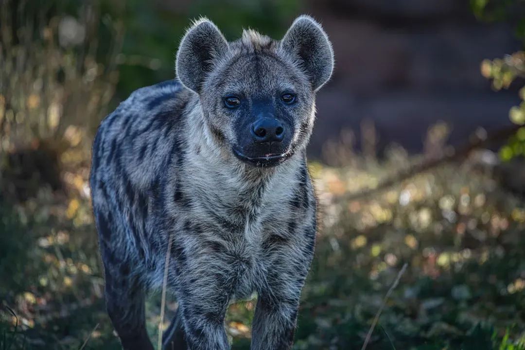 #15 &ndash; The Hyena That Ignores Every Other Keeper (Image Credits: Unsplash)