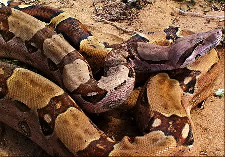Taurus: The Possessive Python (Image Credits: Wikimedia)